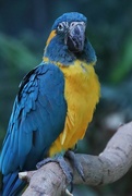 27th Feb 2023 - Blue Macaw