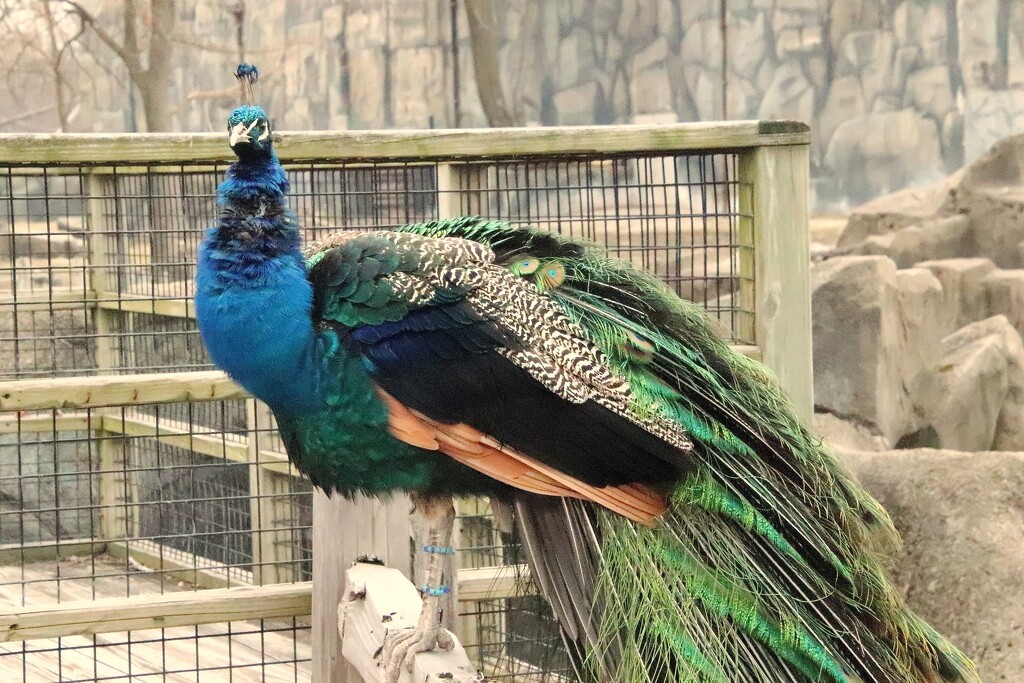 Beautiful Peacock by randy23