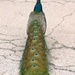 Peacock Crossing by randy23