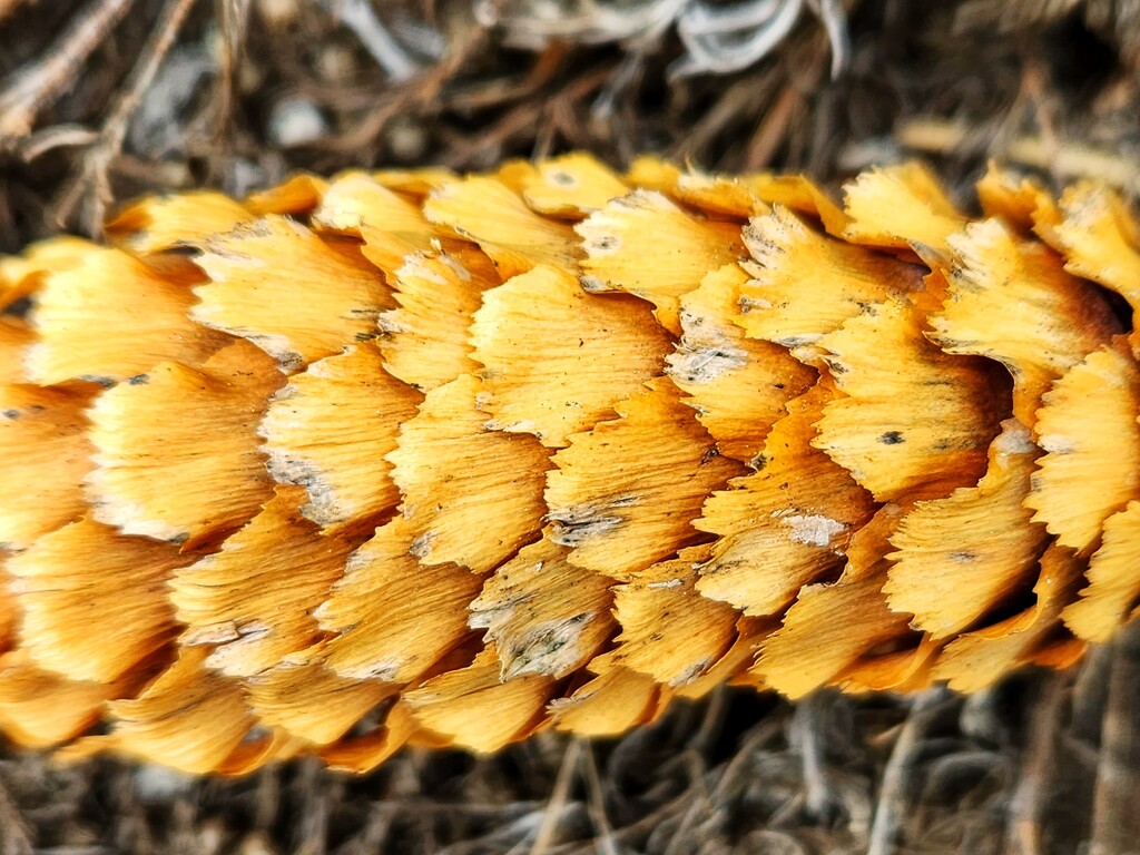 Pinecone scales by ljmanning