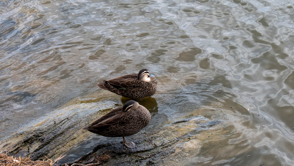 079 - Duck Duck Goose by nannasgotitgoingon