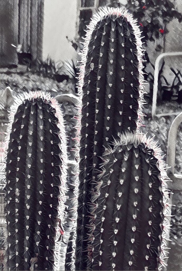 080.1 - Cactus by nannasgotitgoingon