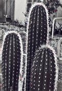 23rd Mar 2023 - 080.1 - Cactus