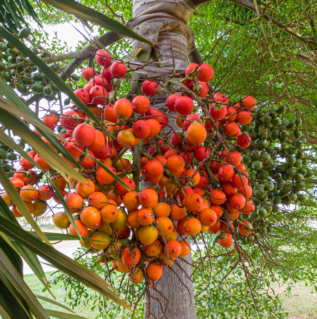 Palm Fruits - Penang Palm by ianjb21