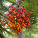 Palm Fruits - Penang Palm