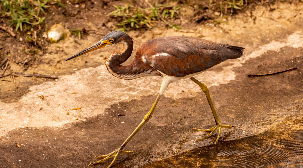 Juvenile Tricolored Heron! by rickster549
