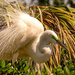 The Egret, Showing Off!