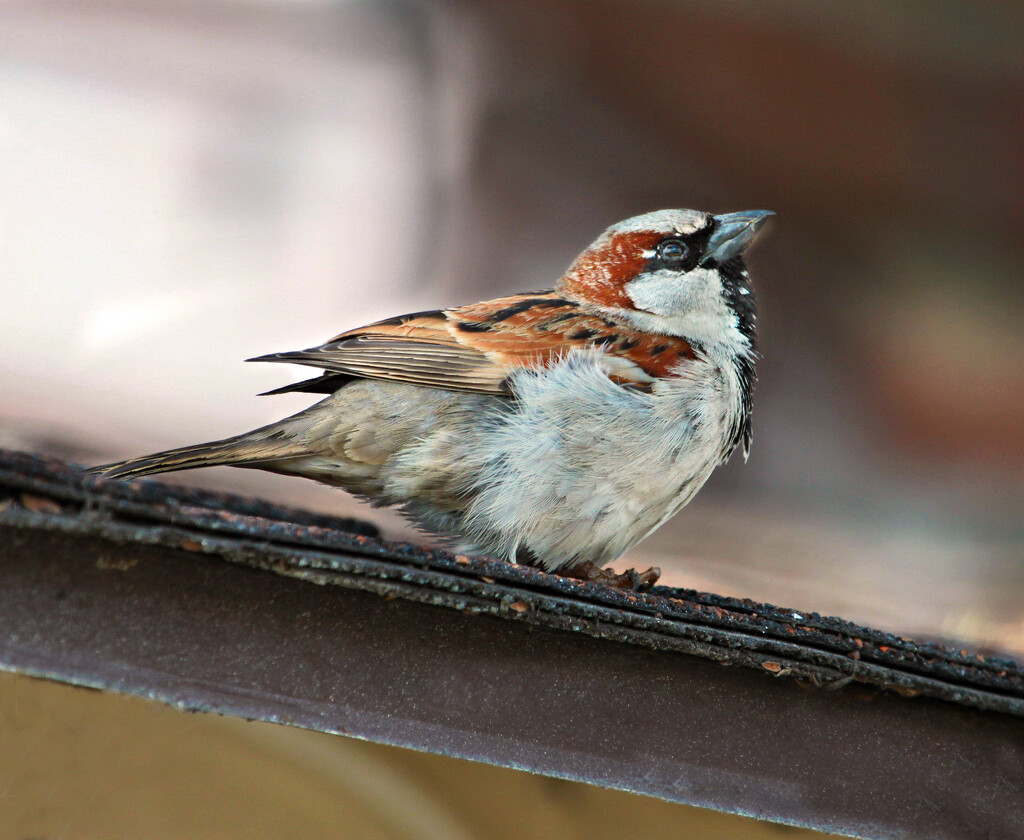 house sparrow by ellene