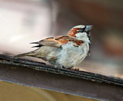 21st Mar 2023 - house sparrow