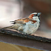 house sparrow by ellene