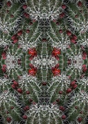 22nd Mar 2023 - Cactus in Bloom #2 ~ A Tessellation