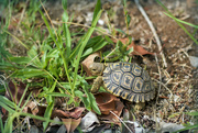 23rd Mar 2023 - Leopard tortoise