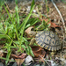 Leopard tortoise by ludwigsdiana