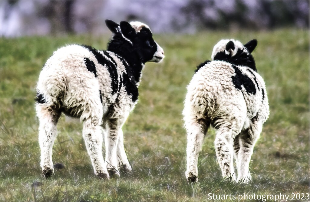 Two little lambs by stuart46