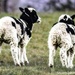 Two little lambs