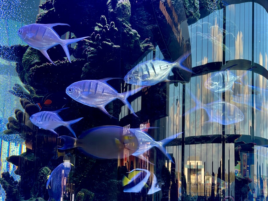 Aquarium Fish by gardenfolk