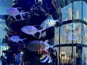 22nd Mar 2023 - Aquarium Fish