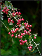 18th Mar 2023 - Hawthorn Berries