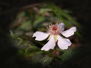 24th Mar 2023 - Dewberry blossom...