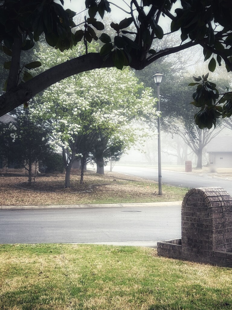 A foggy spring morning by louannwarren