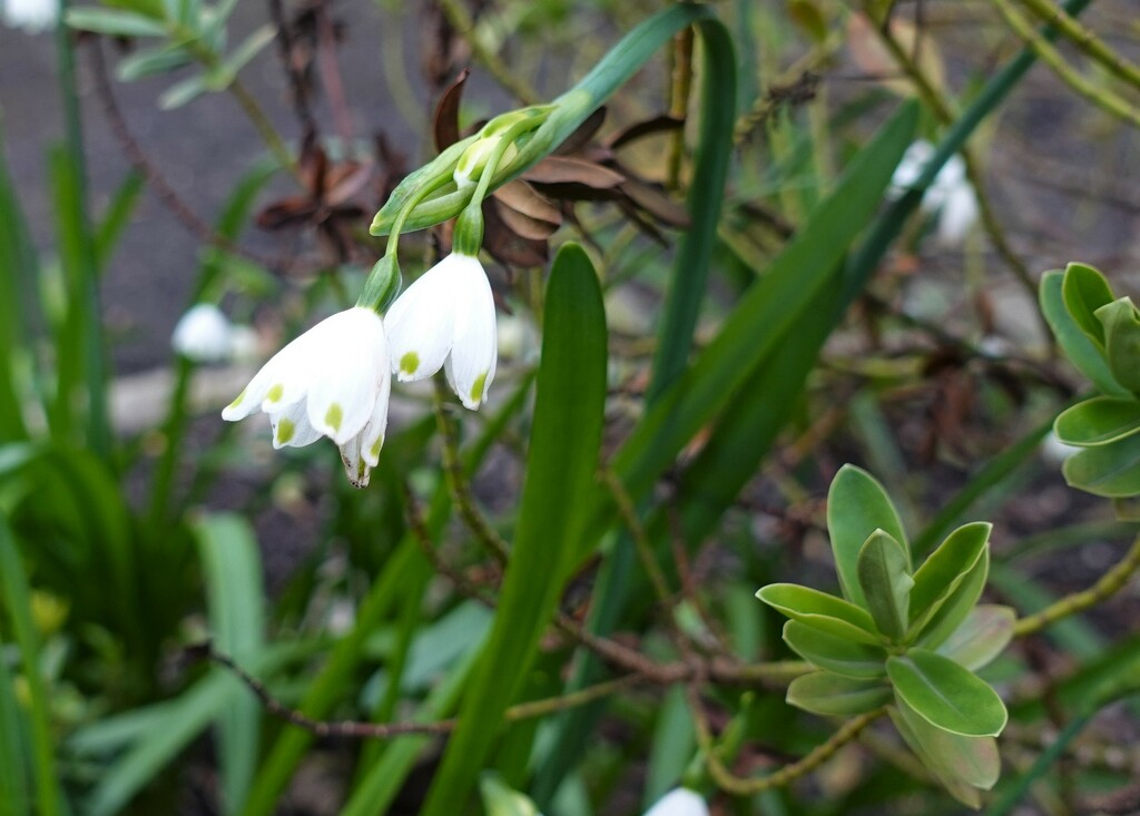 Pretty little white flowers by jenbo
