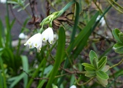 12th Mar 2023 - Pretty little white flowers