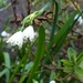 Pretty little white flowers