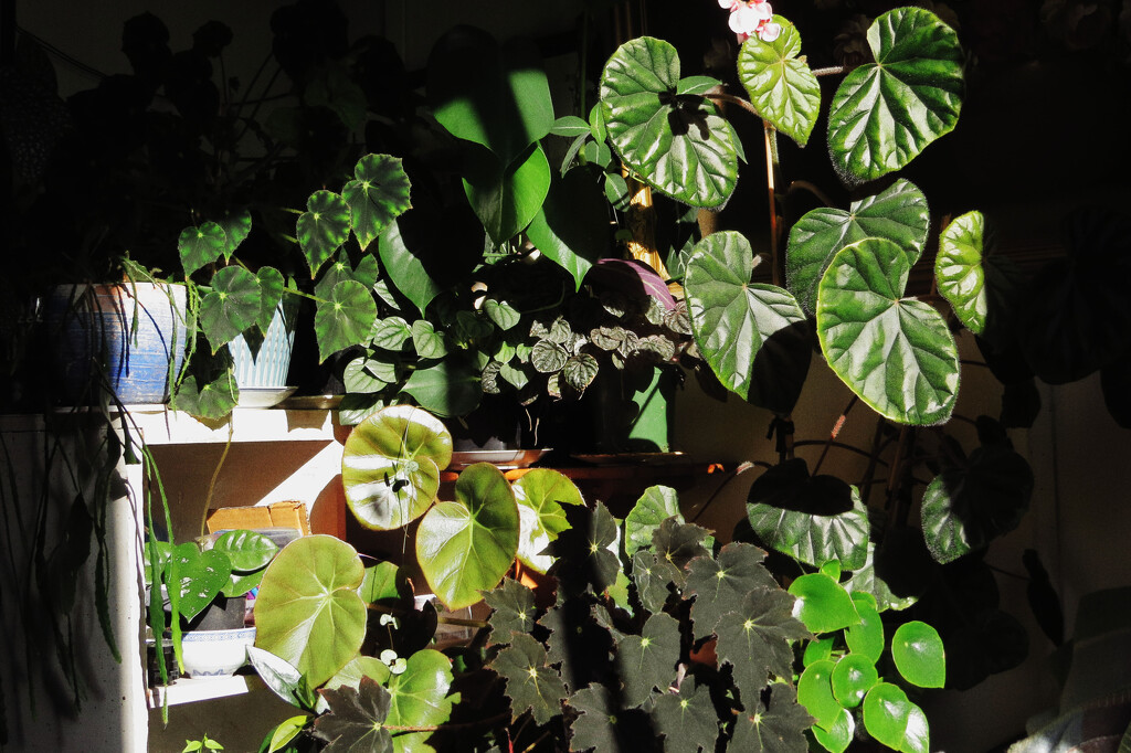 some of my plants in a fleeting patch of sunlight by kali66