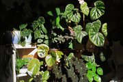 23rd Mar 2023 - some of my plants in a fleeting patch of sunlight