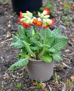 22nd Mar 2023 - Red Cowslips