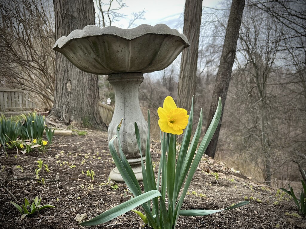 First Daffodil by pej76