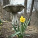 First Daffodil by pej76