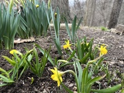 23rd Mar 2023 - Baby Daffodils 
