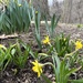 Baby Daffodils  by pej76