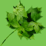 23rd Mar 2023 - leaves in a leaf