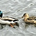 Male and female mallards. Lees Liverpool canal. by grace55