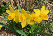 22nd Mar 2023 - Daffodil Babies
