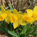 Daffodil Babies