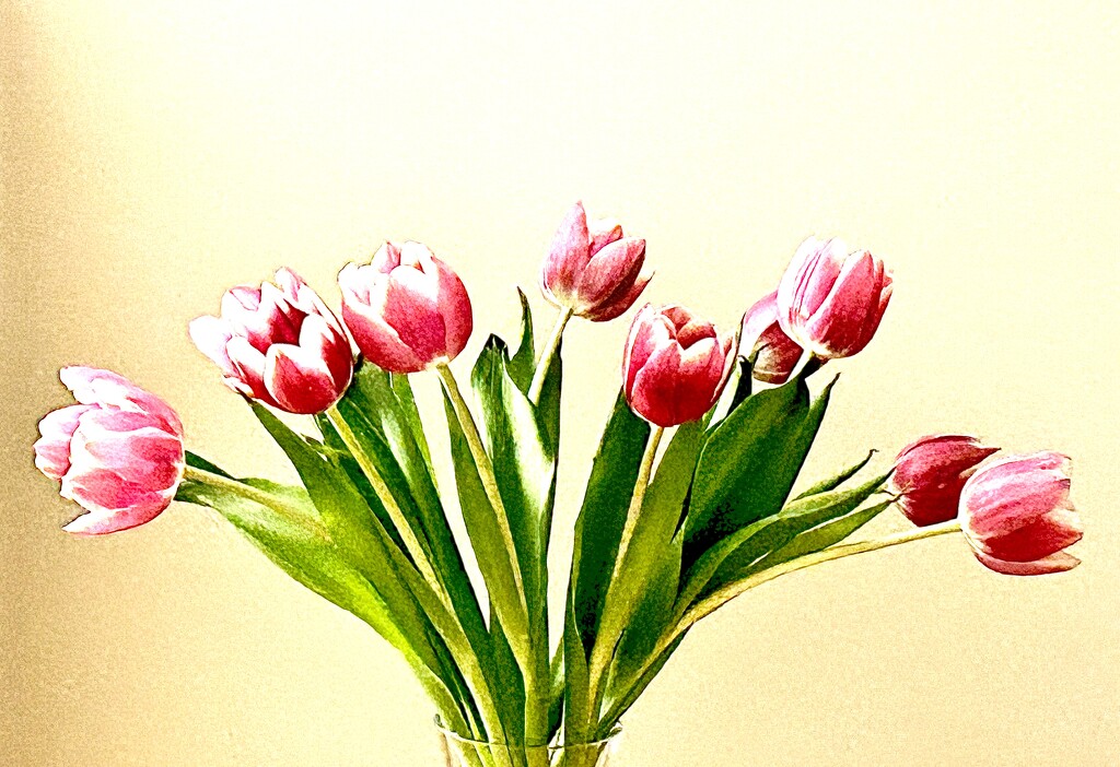 Pink Tulips by carole_sandford