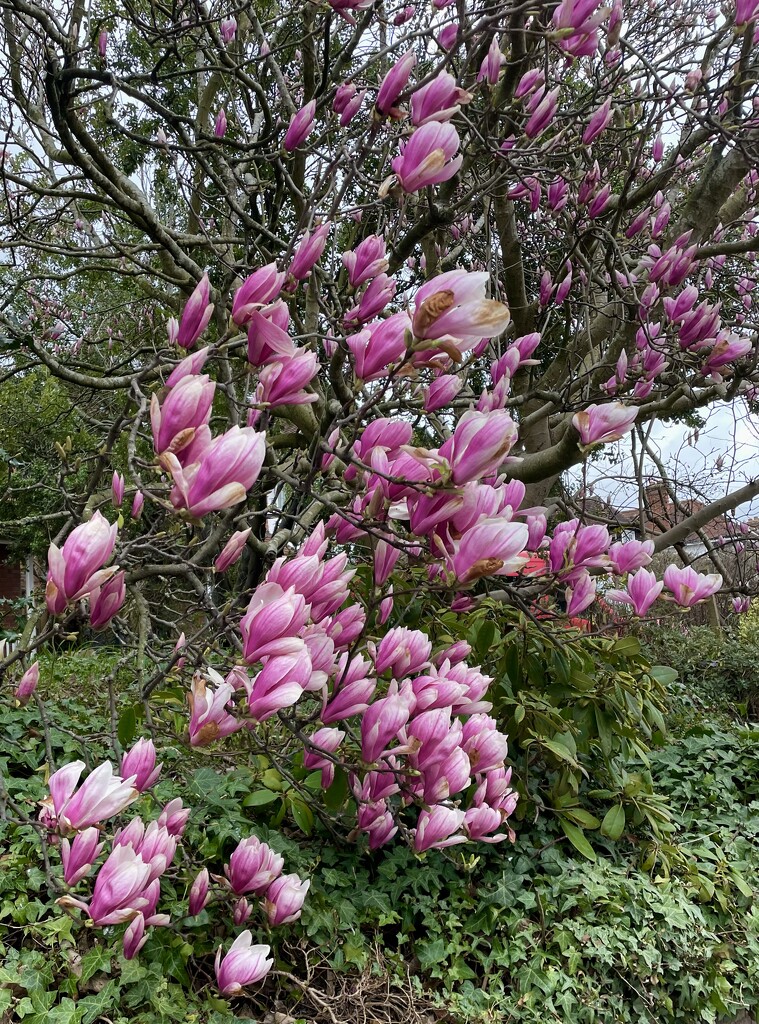 Magnolia Tree  by jeremyccc