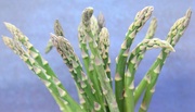 23rd Mar 2023 - Asparagus Green