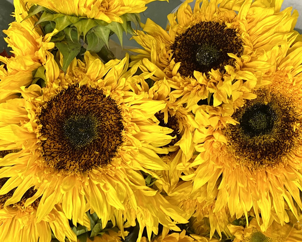 Sunflowers...in the grocery store by tunia