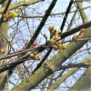 12th Mar 2023 - Leaves are coming