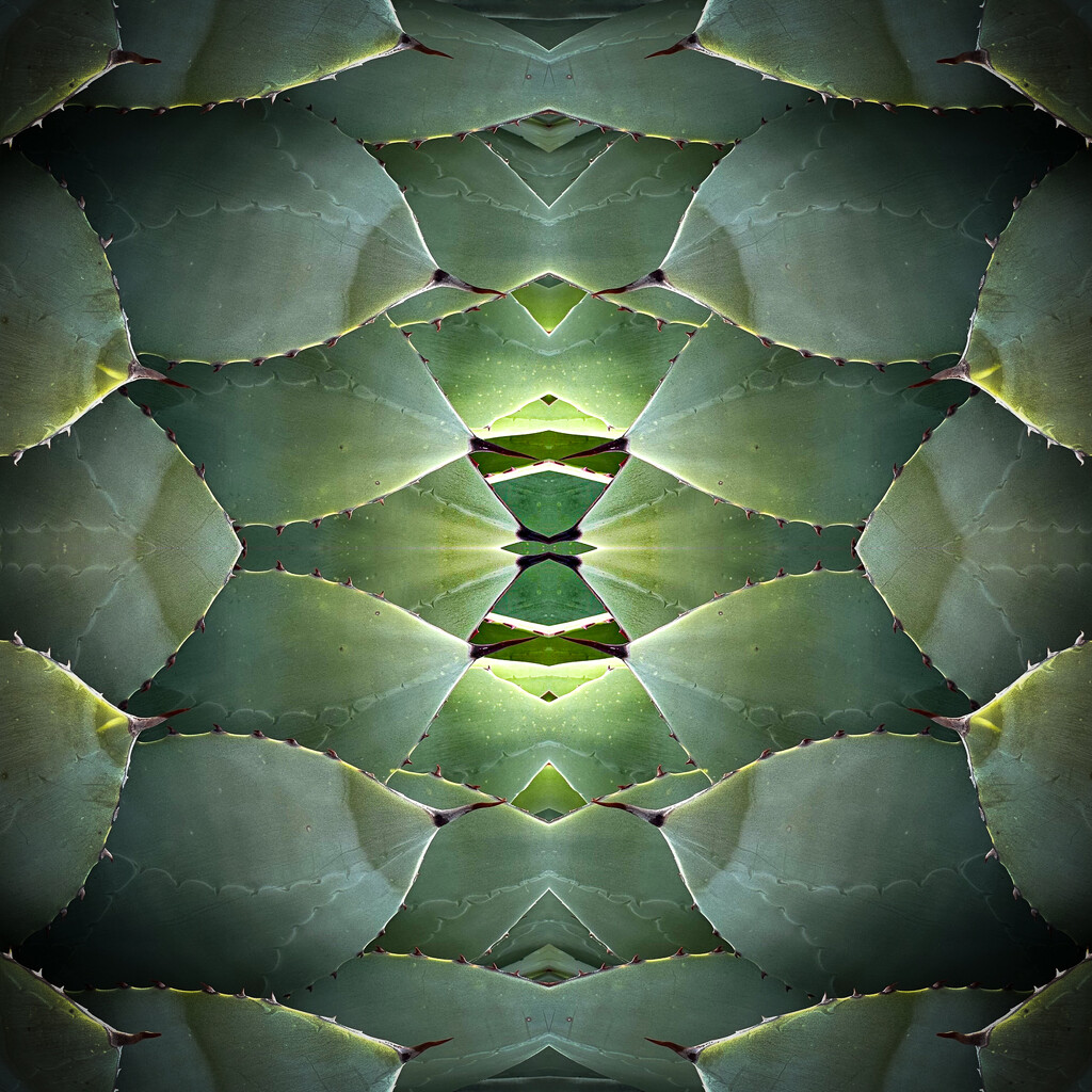 Agave ~ A Tessellation by 365projectorgbilllaing