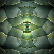 23rd Mar 2023 - Agave ~ A Tessellation