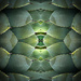 Agave ~ A Tessellation by 365projectorgbilllaing