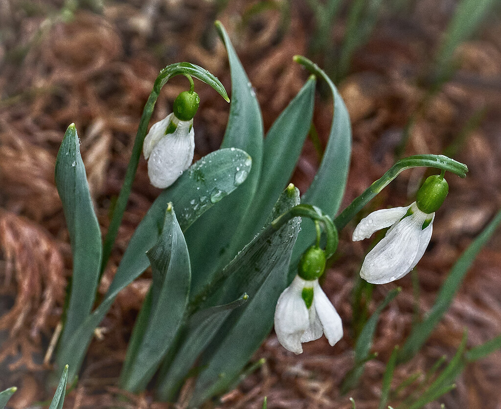 Signs of Spring by gardencat