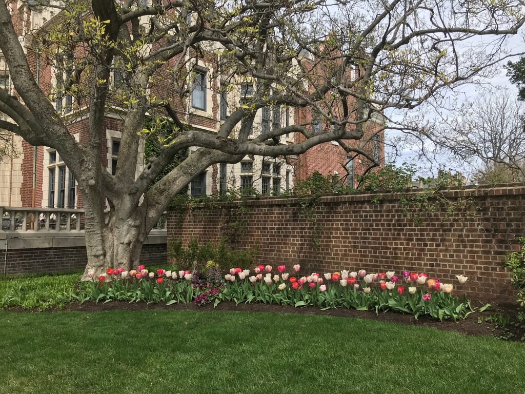 Tulips on Monument Avenue by allie912