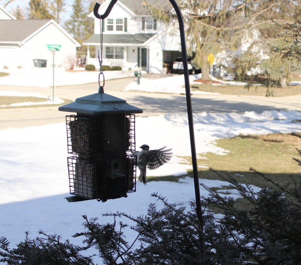 Woodpecker at the feeder  by mltrotter