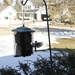 Woodpecker at the feeder 